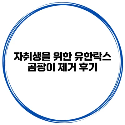 자취생을 위한 유한락스 곰팡이 제거 후기